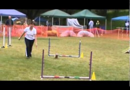 Nellie is Driven at This Agility Trial
