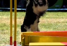 What is Better Than Watching Dog Agility? Watching in Slow Motion