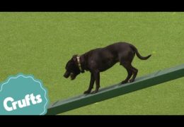 East Anglian Staffordshire Bull Terrier Doing Dog Agility at Crufts