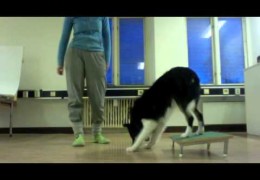 Nose Touch Training for Dog Agility Contact Training