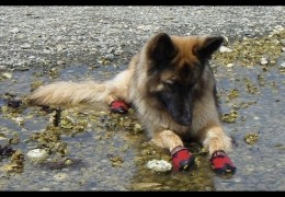 Dogs Trying Out Thier Needed Winter Booties
