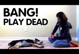 Back Chaining and Teaching Your Dog to Play Dead