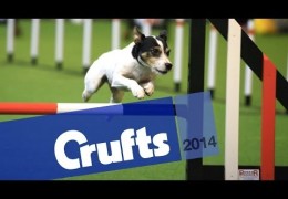 Rescue Dogs in the Spotlight at Crufts 2014 Dog Agility Demo