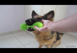 Teaching Your Dog How to Hold Objects & Clean Up