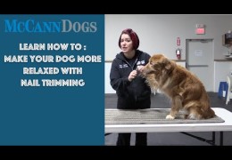 Important Tips on Clipping Dog Toenails