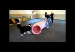 Great Way For Teaching Dog Agility Tunnels and Chutes