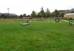 This Xoloitzcuintle LOVES Dog Agility