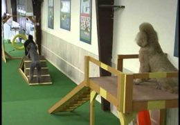 Every Dog Wants This Indoor Agility Course