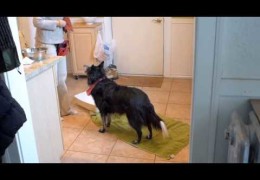 Training Dogs to Wash Their Paws