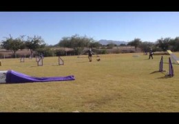 Amazing Fast and Funny Critter’s First Dog Agility Trial