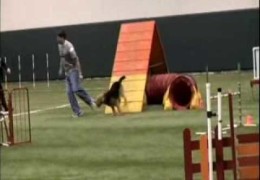 This Airedale Proves The Breed Excels in Dog Agility