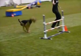 Ciao The Airedale Loving Dog Agility