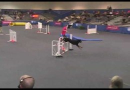 5th Place at AKC Agility Invitationals for This Talented Beauceron