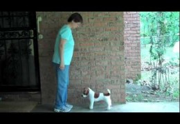 Teaching Your Dog to Back Without Body Pressure