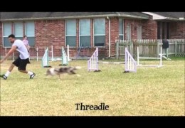 Keeping Structure in Your Dog Agility Training