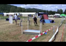 This Australian Shepherd is a Tough Agility Competitor