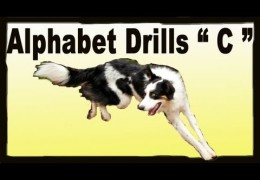 Fun Drills To Improve Your Dog Agility Handling