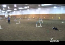 This is Dog Agility Wow Factor Times Ten