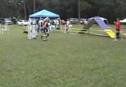 Front and Rear Cross Used on Same Dog Agility Course