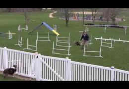 A Challenging Dog Agility Front Cross Drill