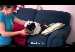 Reconditioning a Grooming Sour Dog with Sarah Owings