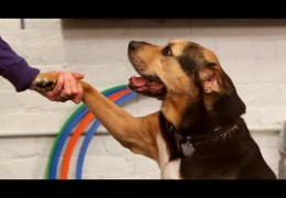 Teach Your Dog to Give Their Paw