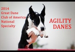 Great Danes Loving Dog Agility