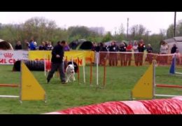 Argentinean Mastiff Soars in Dog Agility