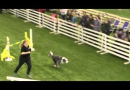 Could Your Agility Dog Run Like This For Someone Else?