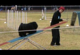 Puli Crushes This Dog Agility Course