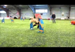 This Afghan Hound is Pure Joy In Dog Agility