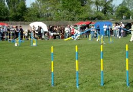 This Hovawart is Loving Dog Agility