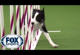 Tex Flies For the Win at Masters Agility Championships