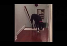 How This Dog Overcame His Fear of Doorways