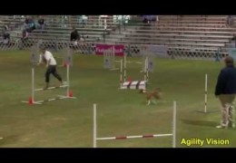 This Basenji is on Fire in Dog Agility