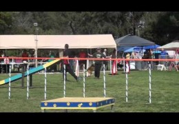 Oh My What? Dog Agility Gone Haywire