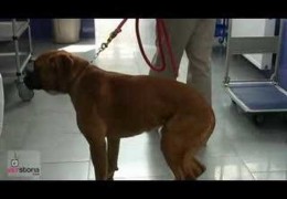 Identifying a Cruciate Ligament Rupture in Dogs