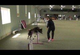 Tight or Wide Turn for Your Agility Dog Ex3