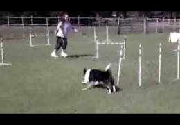 Dog Agility Weave Pole Exits and Serpentines