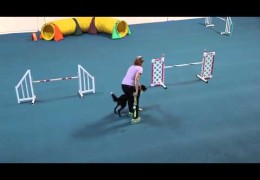 The Importance of Footwork in Dog Agility Turn Combinations