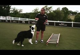 Agility Dog Strength Training with the Ladder Walk