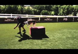 Agility Dog Rear End Strength Training With a Box Jump