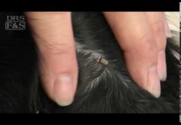 How to Properly Remove Ticks from your Dog