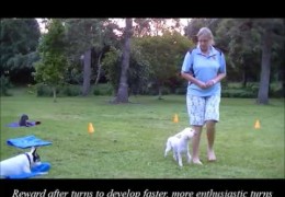 How to Start Your Agility Dog in Shadow Handling Pt 1