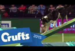 These Kids Have Nerves of Steel in Dog Agility