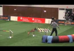 This is How To Make Dog Agility Championships Look Fun