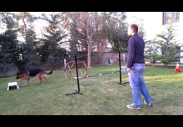 Using Targets to Introduce Dog Agility Distance Work