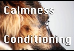 How To Start Building Calmness in Your Agility Dog Pt 1