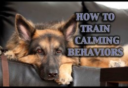 How to Start Building Calmness in Your Agility Dog Pt 2