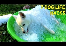 Life Hacks for Your Agility Dog That Will Leave You Smiling
